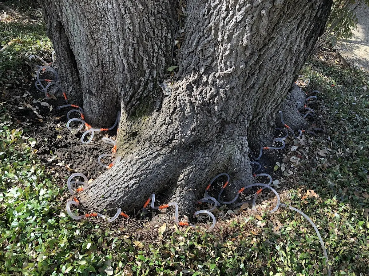 Detailed Tree Cabling and Bracing job site in Brunsville