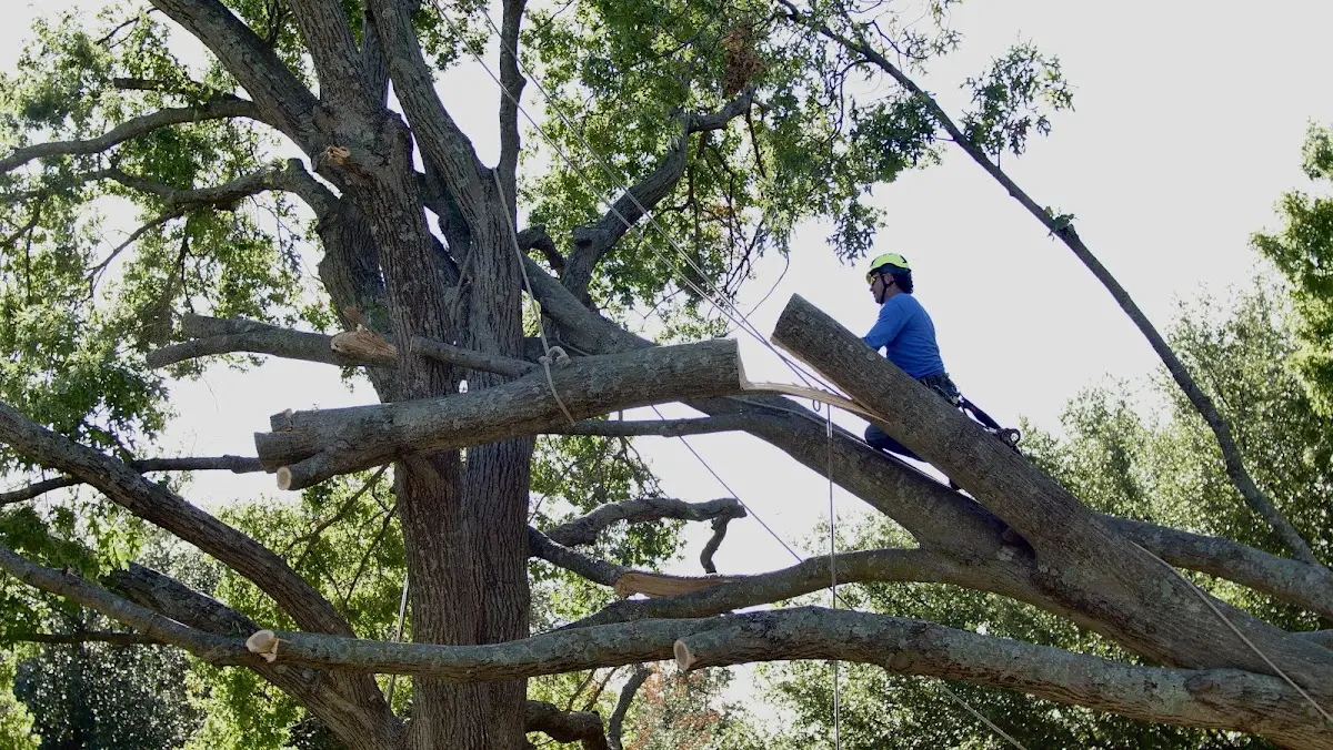 Professional Crown Thinning performed by certified arborists in Brunsville