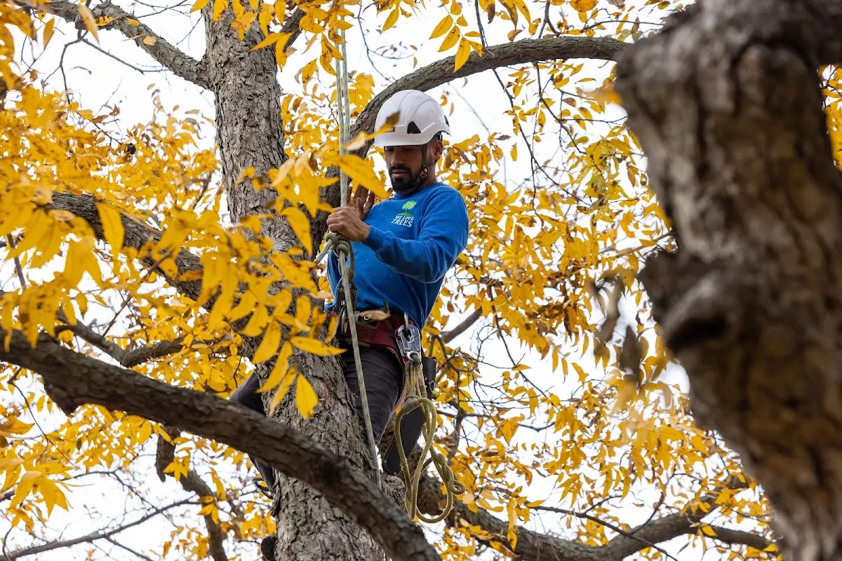 Skilled Tree Planing crew working in Brunsville