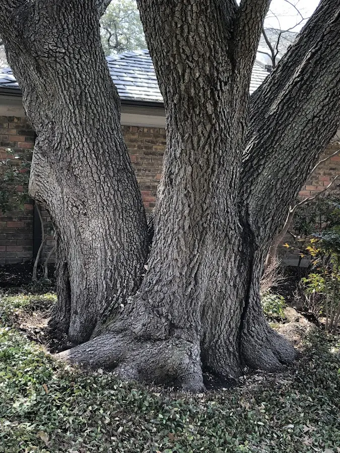 Mature heritage tree close to a Brunsville property cared for by certified arborists